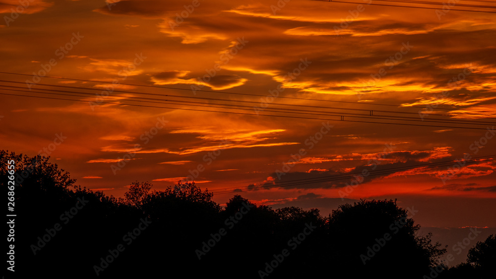 trees and orange sky