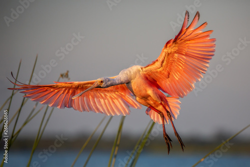 Roseate spoonbill in flight (Platalea ajaja), Florida