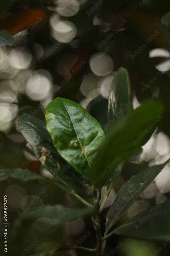 Obraz premium Green leaf from jackfruit tree