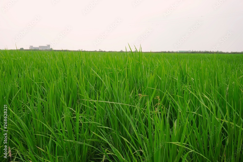 paddy field