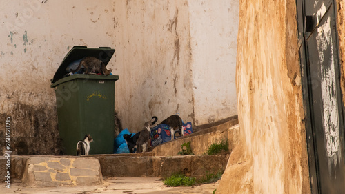 Canvas-taulu Cats scavenge from trash bin in Algiers, Algeria