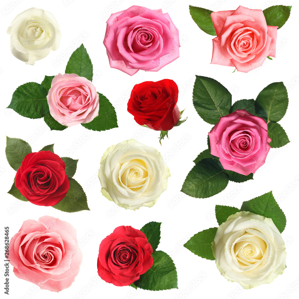 Set of different beautiful tender roses on white background Set of different beautiful tender roses on white background