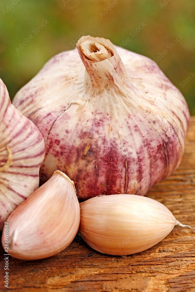 Fototapeta premium Garlic in natural background