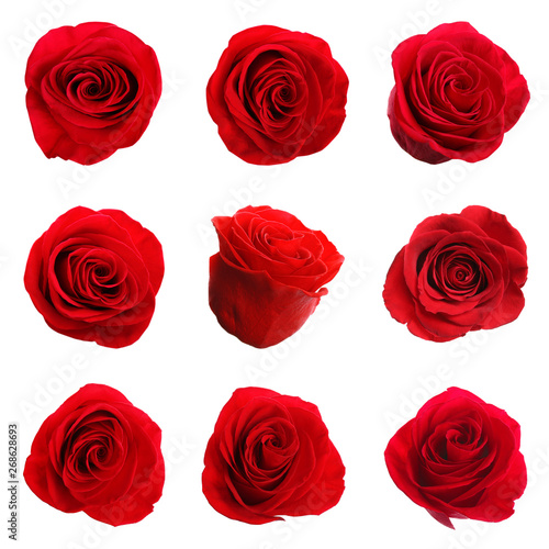 Set of beautiful tender red roses on white background
