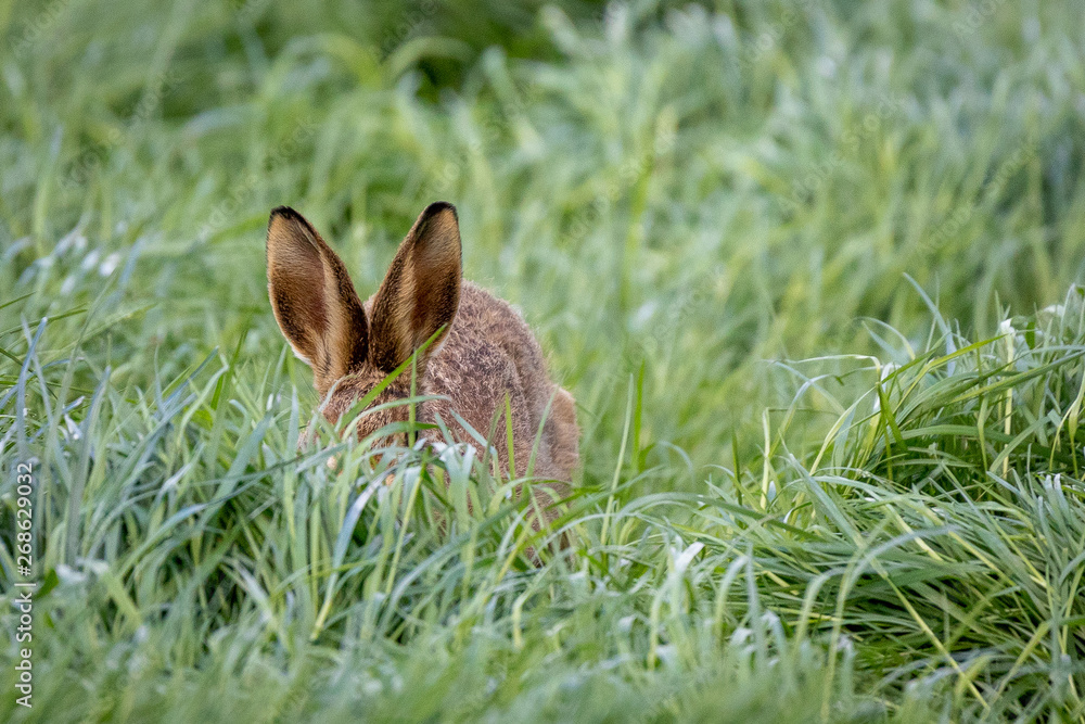 Fototapeta premium wild hare in field of long grass