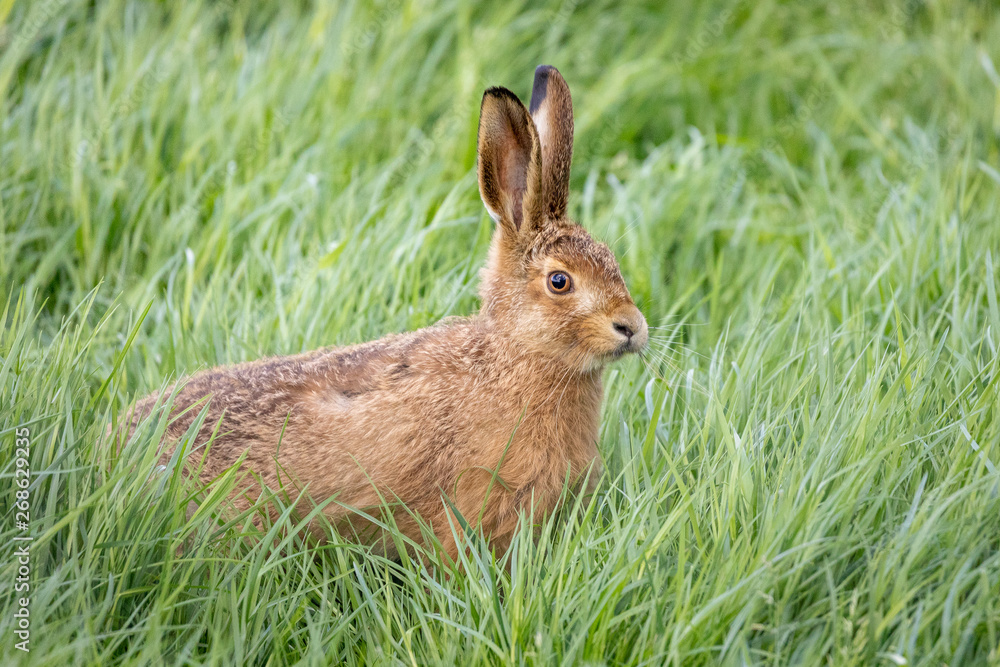Fototapeta premium wild hare in field of long grass
