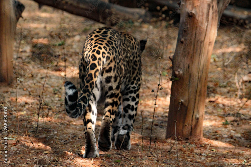Obraz premium leopard in a tree