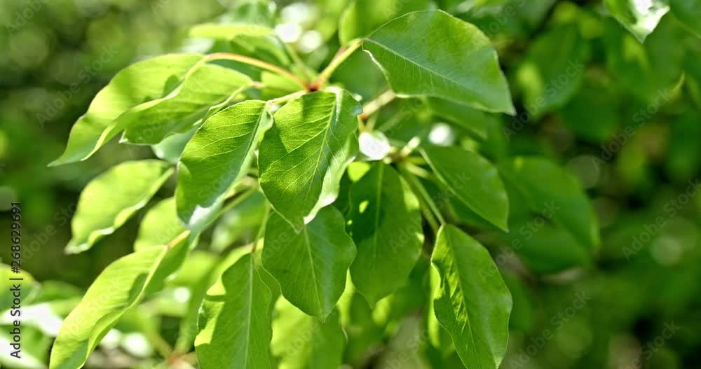 Fresh new green leaves glowing in sunlight Fresh new green leaves glowing in sunlight