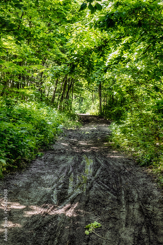 mud track through the forest