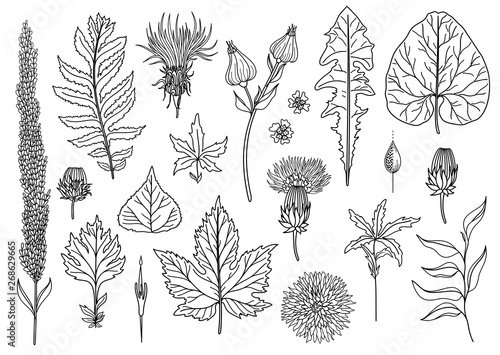 Vector Set of Art Foliage Natural Leaves Herbs. Objects Wildlife. Decorative Isolated Objects. Illustration For Design