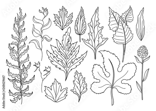 Vector Set of Art Foliage Natural Leaves Herbs. Objects Wildlife. Decorative Isolated Objects. Illustration For Design