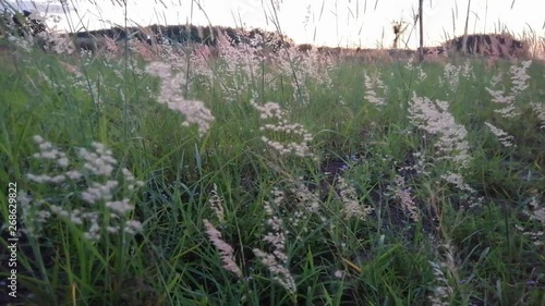 Grass flowers are swaying along the wind in the evening.