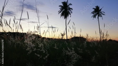 Grass flowers are swaying along the wind in the evening with sunset.