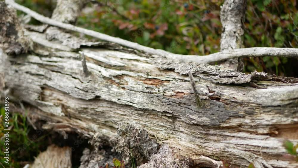 Old and withered tree trunk laying in blueberry bushes in Krkonose mountains national park Old and withered tree trunk laying in blueberry bushes in Krkonose mountains national park