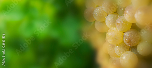 Bunch of tasty grapes with water drops, green background.