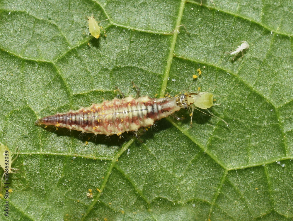 Chrysopidae