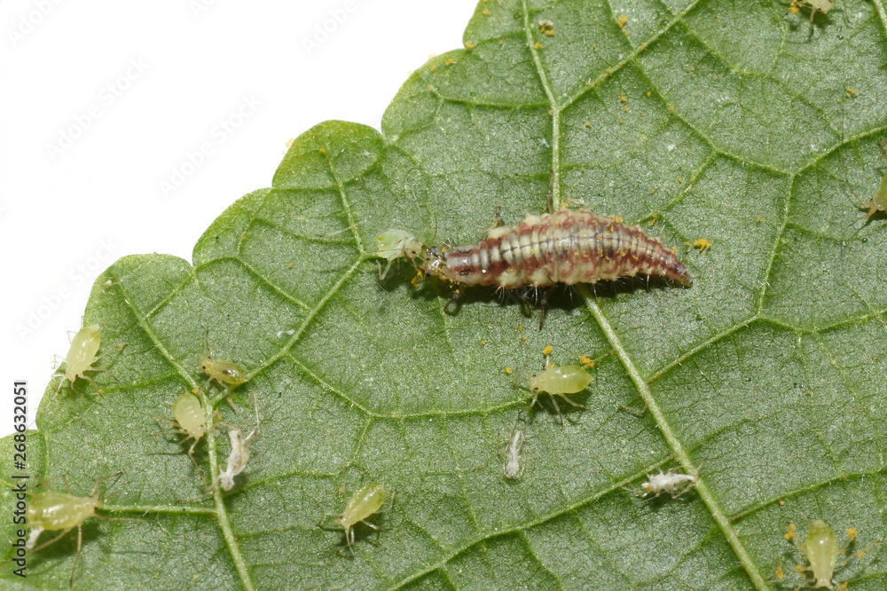 Chrysopidae lacewing larva on a green leaf eating an aphid Chrysopidae lacewing larva on a green leaf eating an aphid