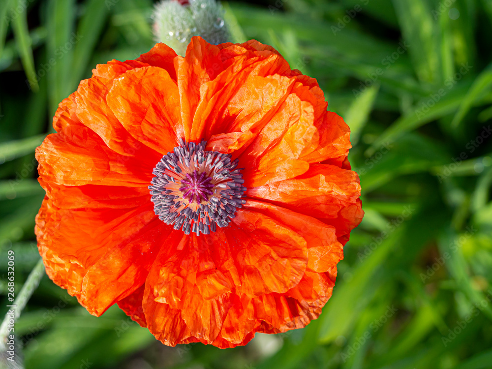 Full view of the red poppy flower when shining sunny spring day Full view of the red poppy flower when shining sunny spring day