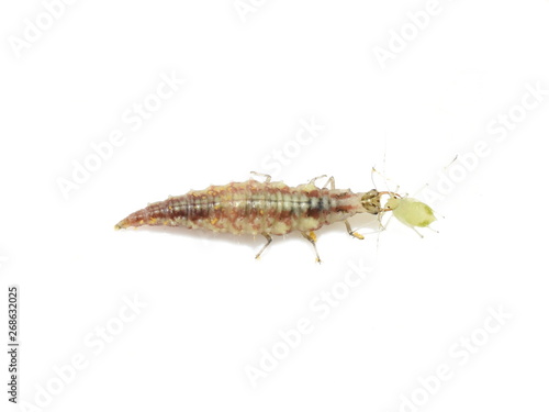 Chrysopidae lacewing larva eating an aphid isolated on white background