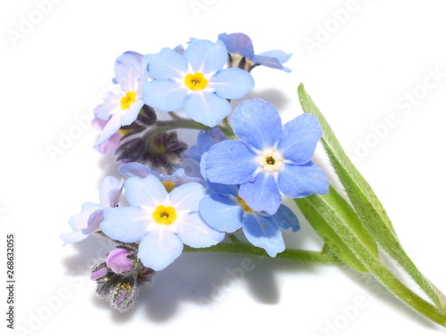 Close-up on the blue wildflower woodland Forget-me-not isolated on white background