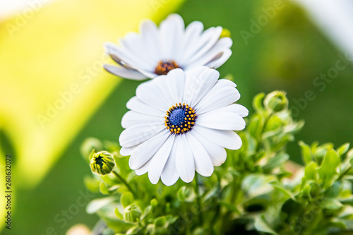 Osteospermum, stokrotka biała afrykańska na zielonym tle photo