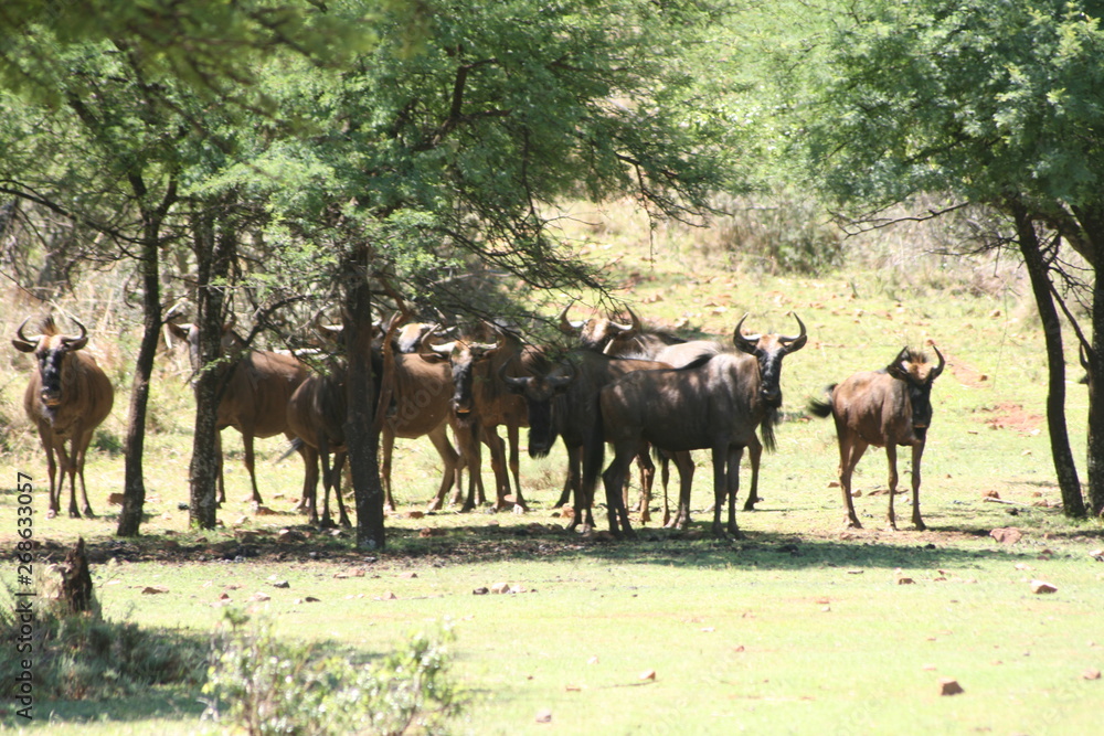 Fototapeta premium Bluewildebeest Herd