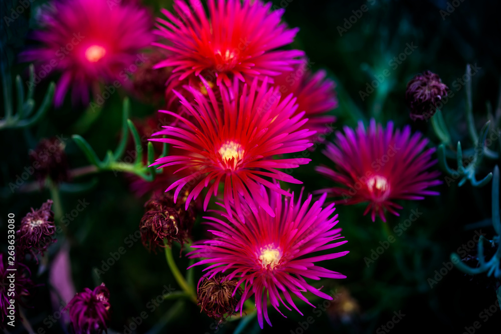 planta rastrera de jardín, Lamparuntus, uña de gato, de color purpura planta rastrera de jardín, Lamparuntus, uña de gato, de color purpura