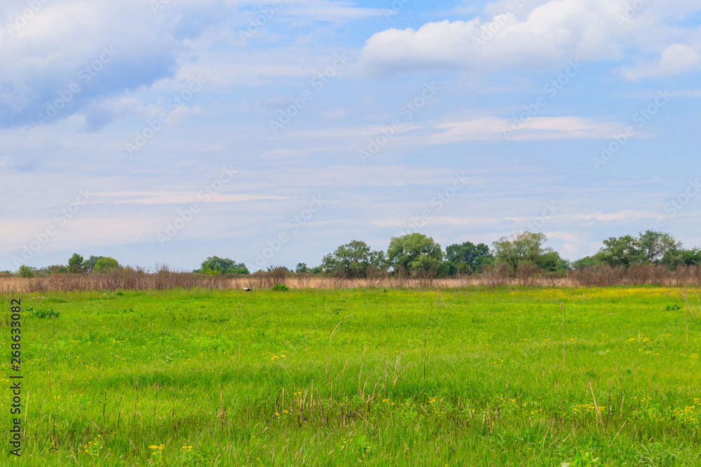Spring landscape with green meadow, sky and trees