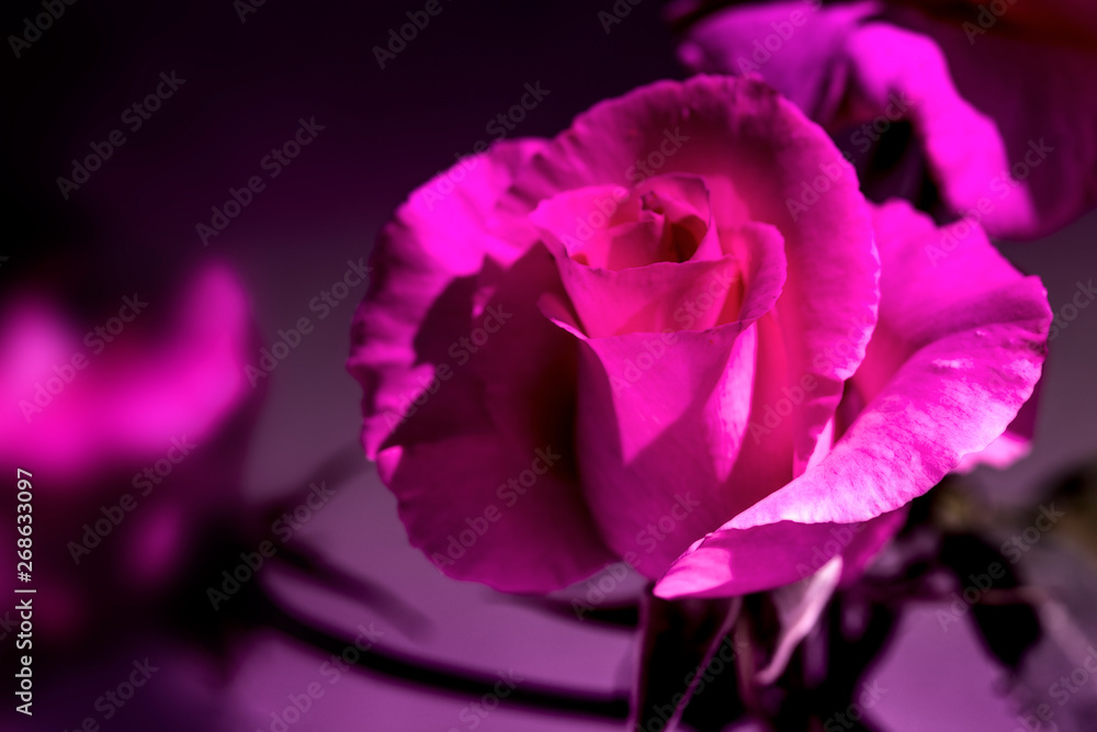 una sola rosa grande en color rosa morado con fondo oscuro foto de Stock |  Adobe Stock