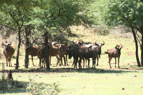 Bluewildebeest Herd