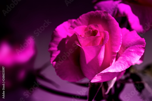 una sola rosa grande en color rosa morado con fondo oscuro photo