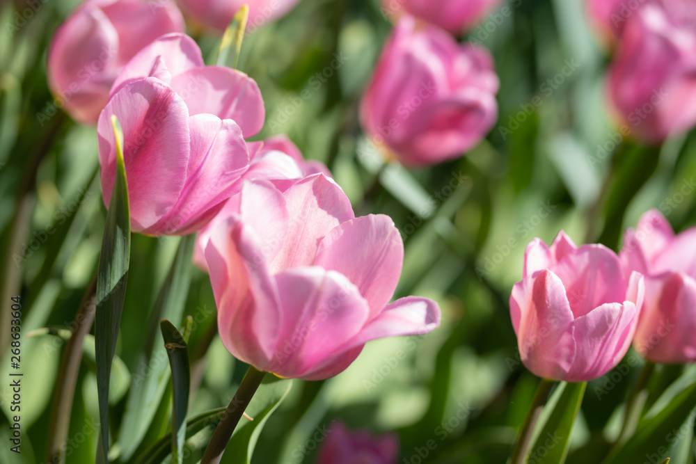 Close-up bright colorful pink tulip blooms in spring morning. Close-up bright colorful pink tulip blooms in spring morning.