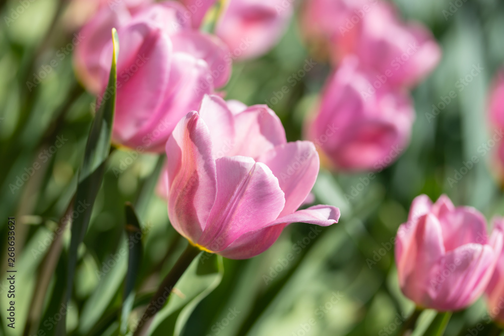 Close-up bright colorful pink tulip blooms in spring morning. Close-up bright colorful pink tulip blooms in spring morning.