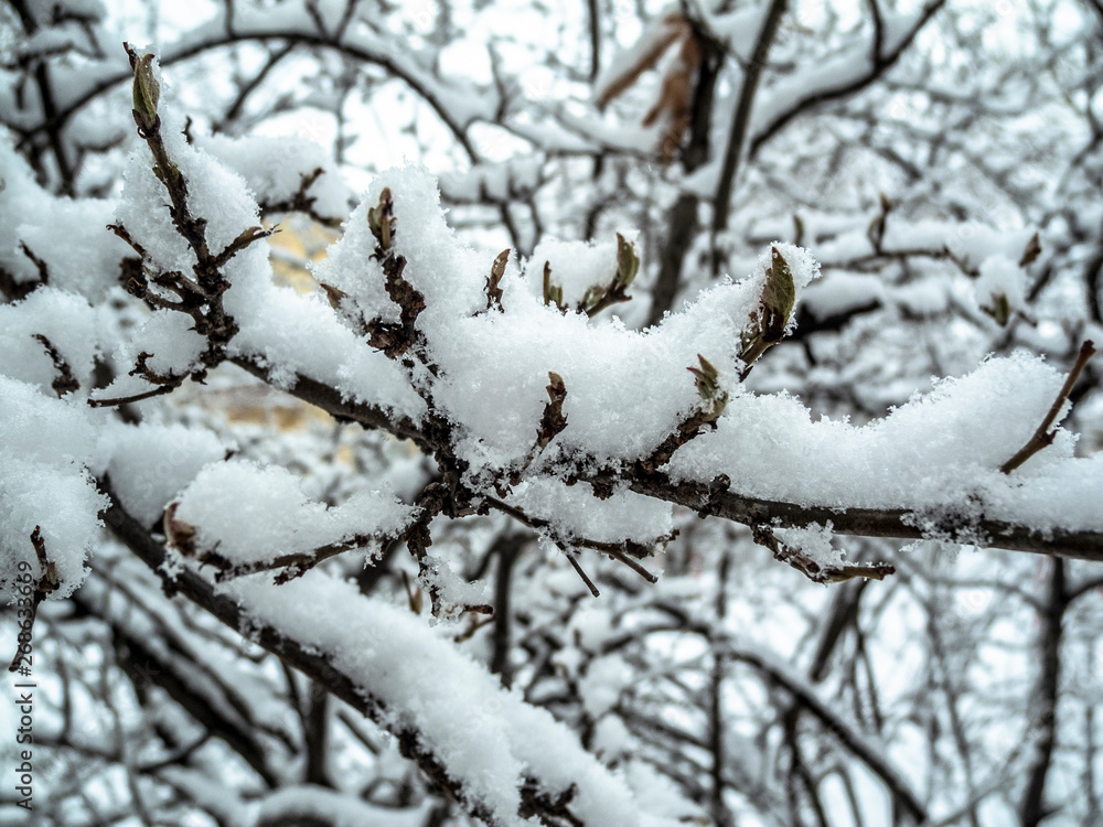Branches of a tree covered with snow. Branches of a tree covered with snow.
