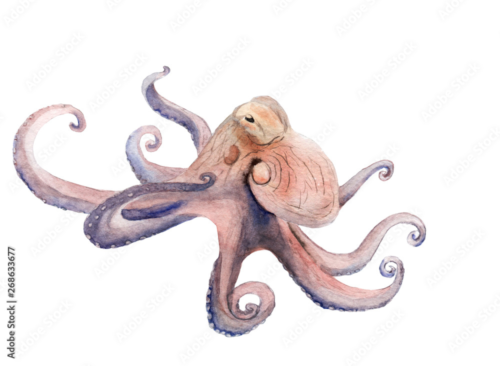 Obraz premium watercolor painting on the marine theme - octopus