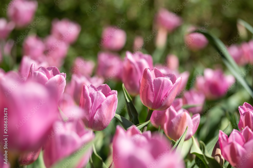 Close-up bright colorful pink tulip blooms in spring morning. Close-up bright colorful pink tulip blooms in spring morning.