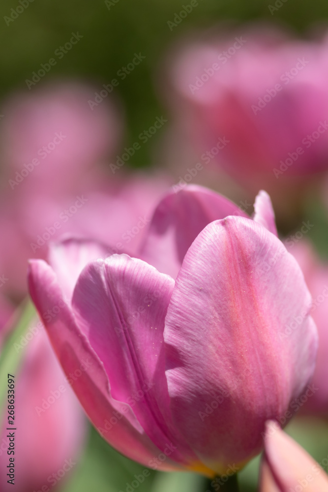 Close-up bright colorful pink tulip blooms in spring morning. Close-up bright colorful pink tulip blooms in spring morning.