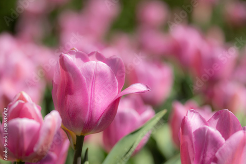 Close-up bright colorful pink tulip blooms in spring morning.