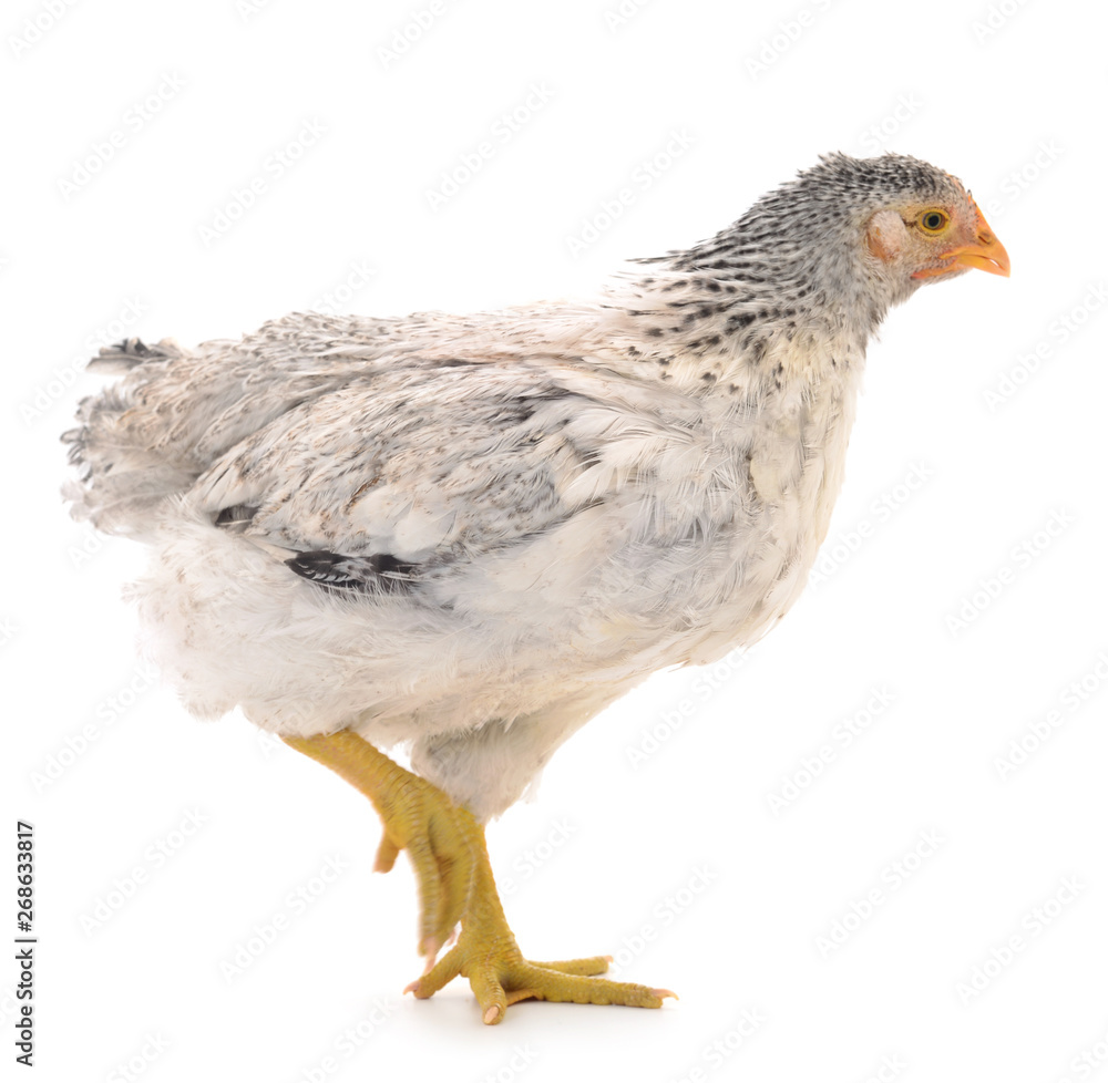 Obraz premium Gray hen isolated.