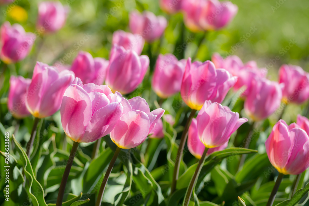 Close-up bright colorful pink tulip blooms in spring morning. Close-up bright colorful pink tulip blooms in spring morning.