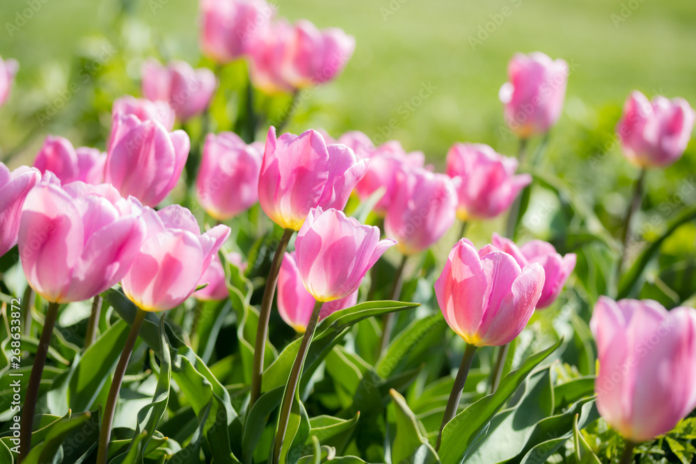 Close-up bright colorful pink tulip blooms in spring morning. Close-up bright colorful pink tulip blooms in spring morning.