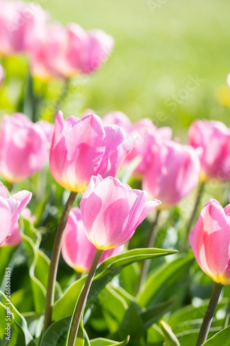 Close-up bright colorful pink tulip blooms in spring morning.
