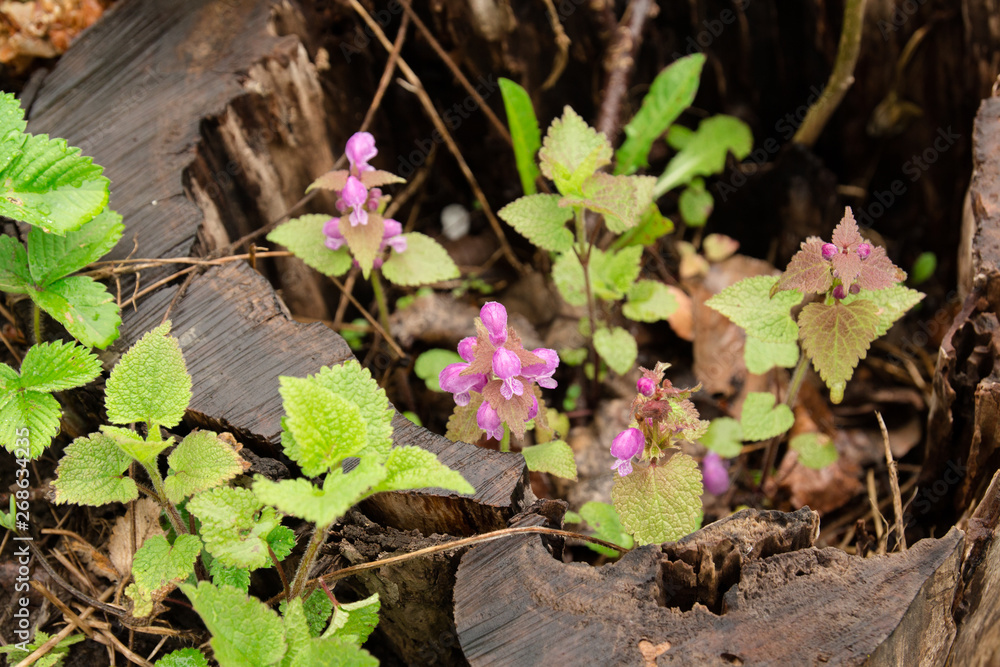 Small purple flowers on the green background Small purple flowers on the green background