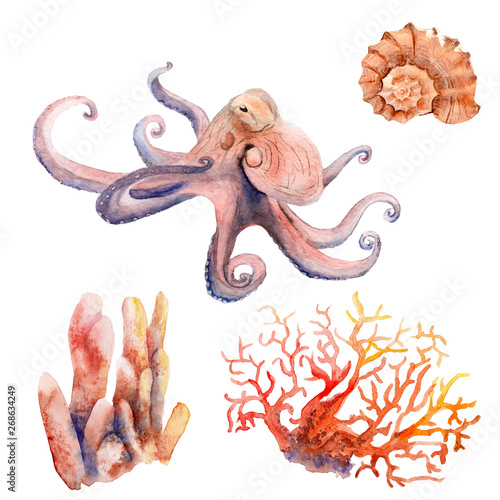 watercolor drawings on the marine theme - octopus, coral, shell