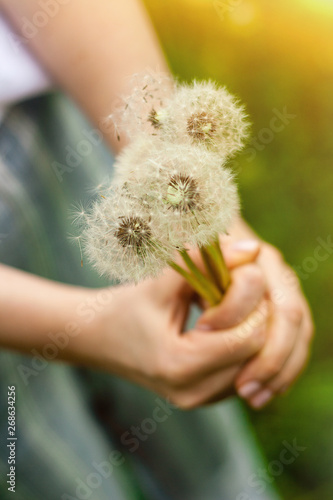 Lovely summer picture of a female hand holding dandelion against grass background