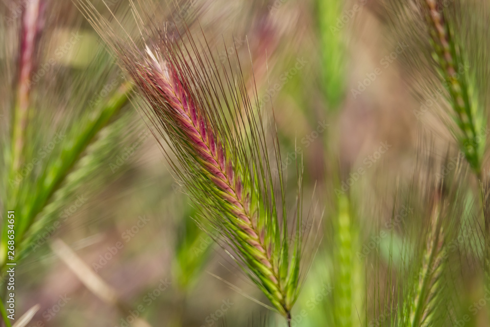 Wild Barley Inflorescence in Springtime Wild Barley Inflorescence in Springtime