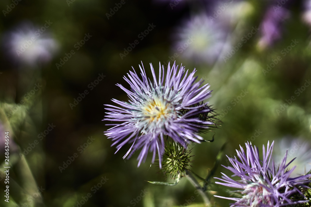 Purple flower (Marian thistle) bokeh photography Purple flower (Marian thistle) bokeh photography