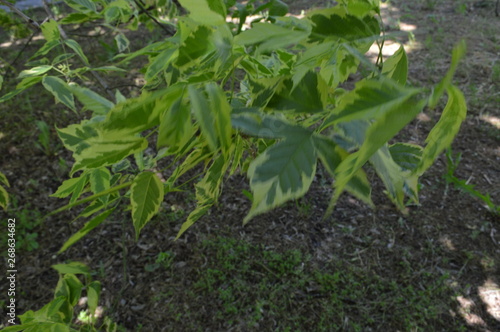 young green plants in the garden