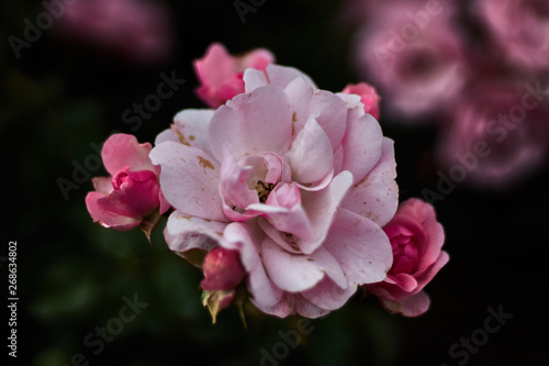Pink rose with four buds