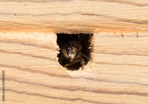 Biene gehörnte Mauerbiene Bienenhaus Bienenhotel Osmia cornute European orchard bee Brut Nest 003 photo